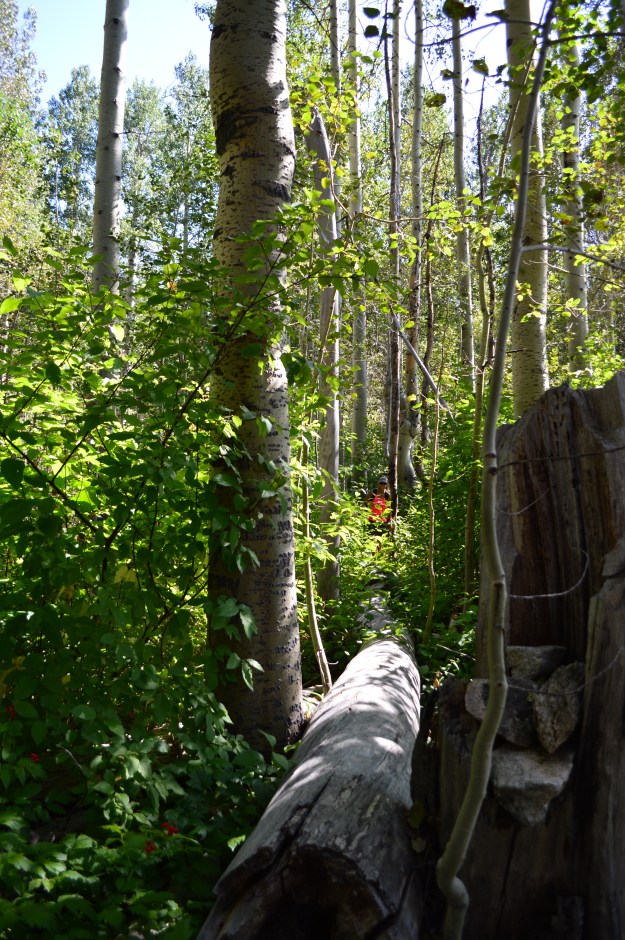 Part of the trail is across fallen large trees!